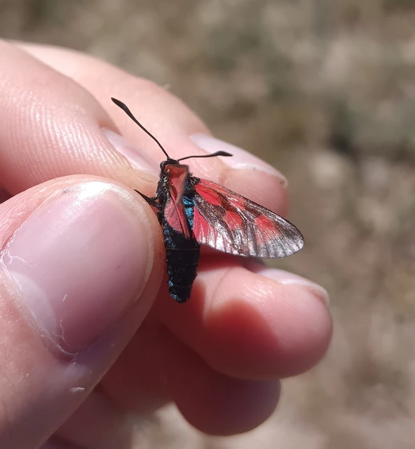 Zygaena loti - közönséges csüngőlepke