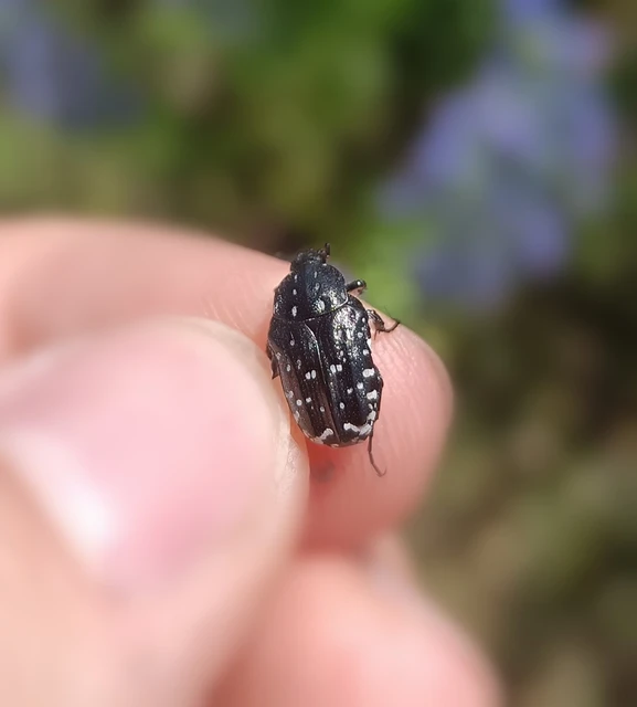 Oxythyrea funesta - sokpettyes virágbogár