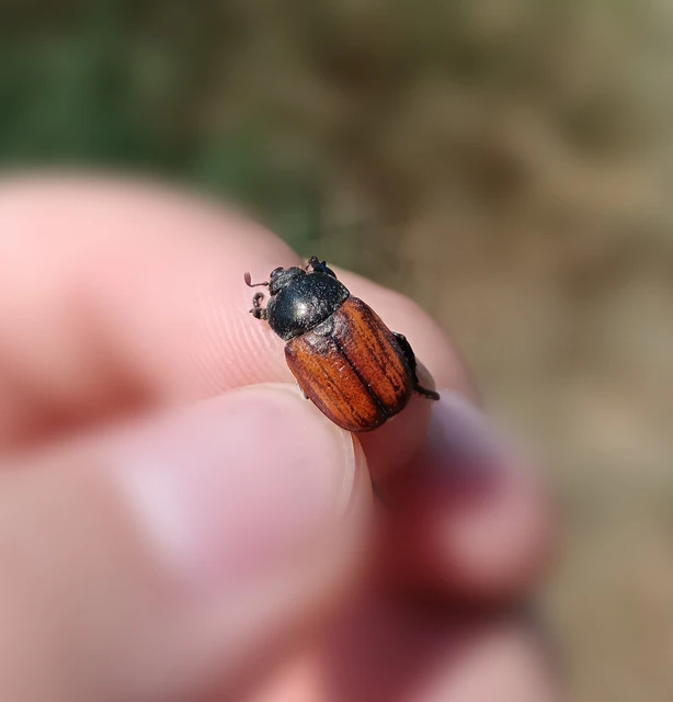 Anisoplia tempestiva - gabonaszipoly