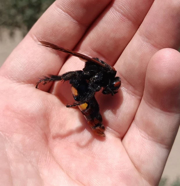 Megascolia maculata - óriás-tőrösdarázs