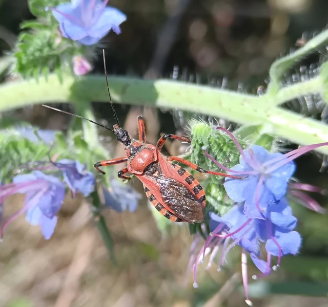 Rhynocoris iracundus - közönséges gyilkospoloska
