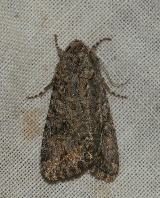 Hadula trifolii - lóherebagoly