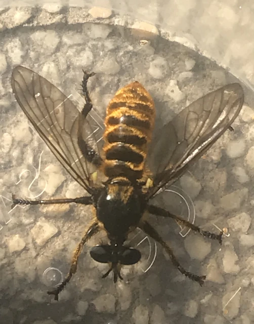 Asilidae - rablólégyfélék