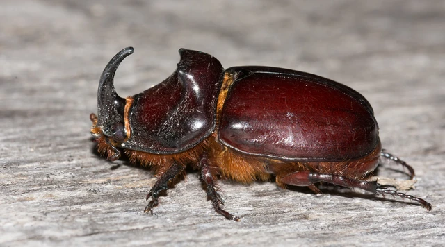 Oryctes nasicornis - orrszarvú bogár