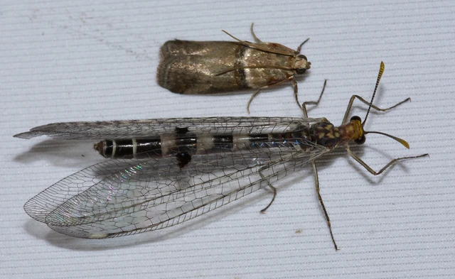 Megistopus flavicornis - kétfoltos hangyaleső