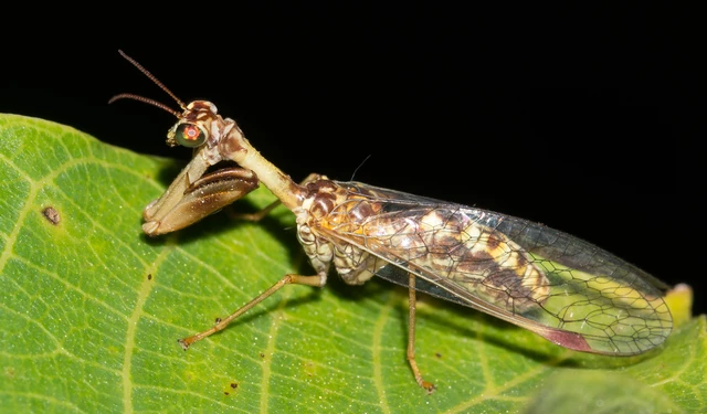 Mantispa styriaca - kétszínű fogólábú-fátyolka