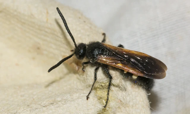 Scolia sexmaculata - négyfoltos tőrösdarázs
