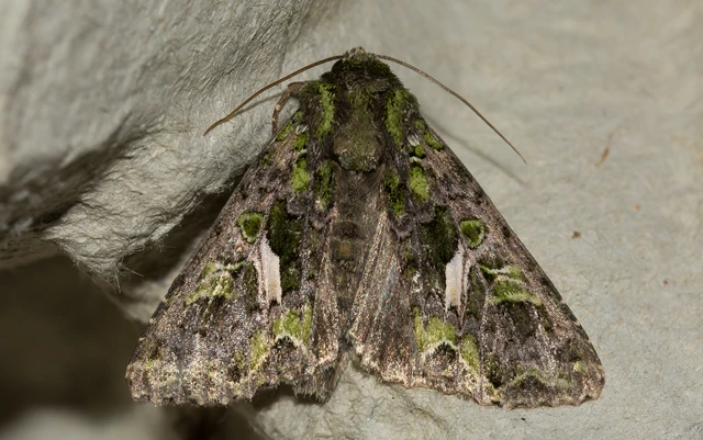 Trachea atriplicis - nyári zöldbagoly