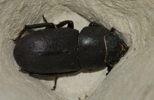Dorcus parallelipipedus - kis szarvasbogár