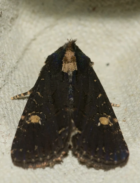 Mesapamea secalella/secalis