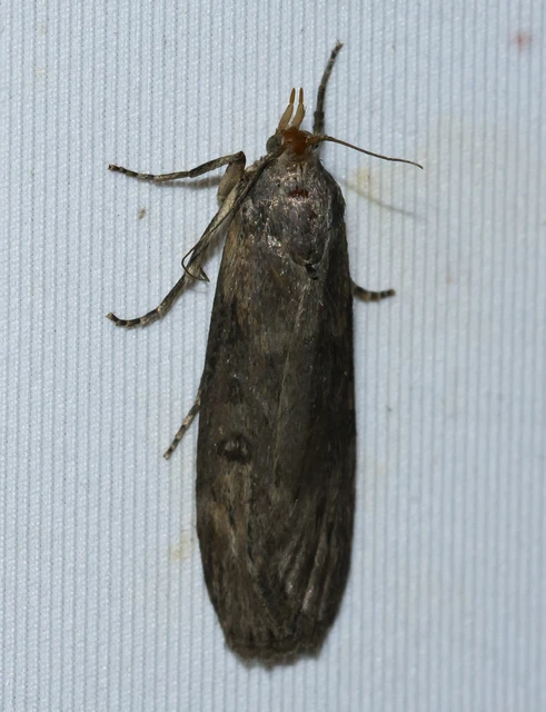 Lamoria anella - törmelékmoly