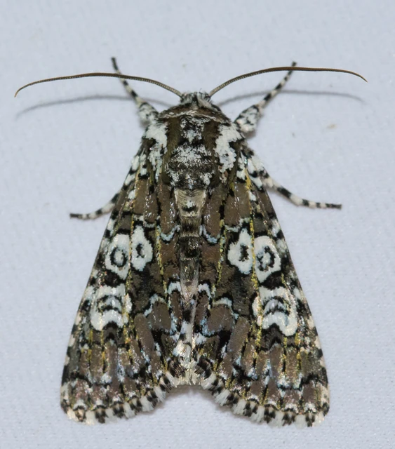 Lamprosticta culta - hármasfoltú bagoly