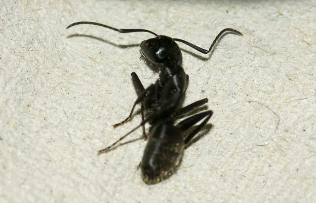 Camponotus vagus - fekete lóhangya
