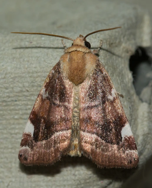 Cosmia diffinis - szilfa-lombbagoly