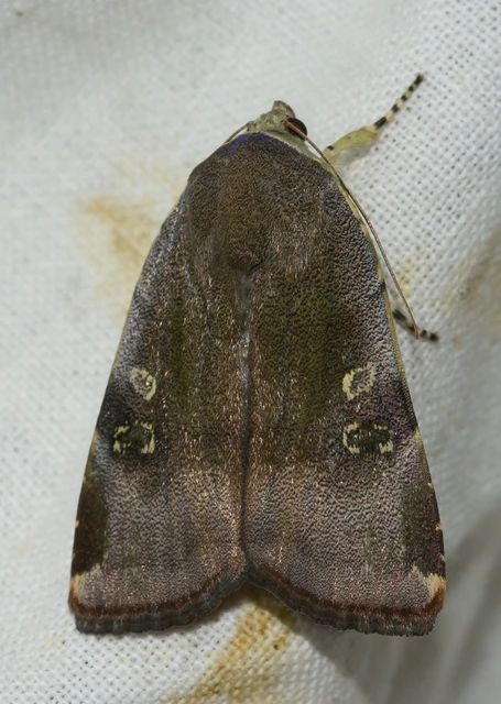 Noctua janthe/janthina