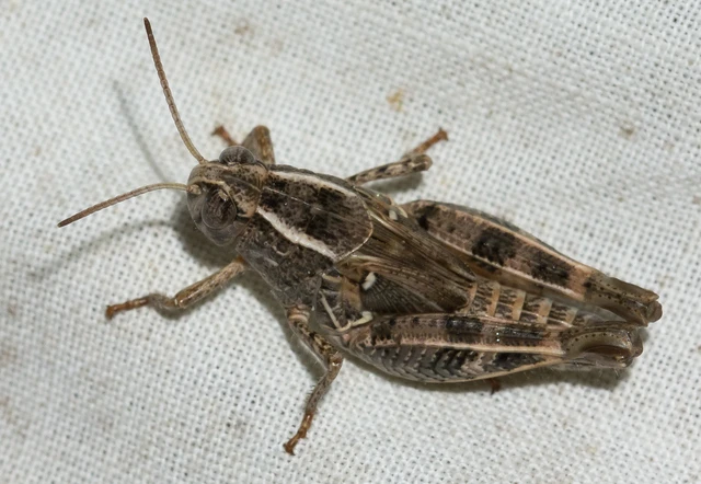 Calliptamus italicus - olaszsáska