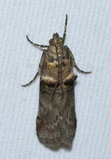 Trachonitis cristella - bokorrágó karcsúmoly