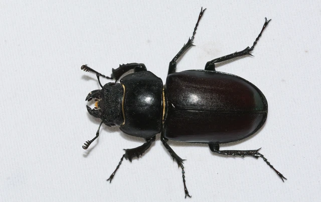 Lucanus cervus - nagy szarvasbogár