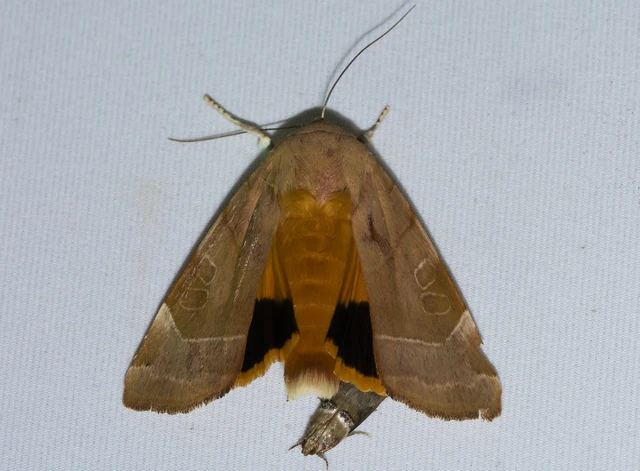 Noctua fimbriata - szélessávú sárgafűbagoly