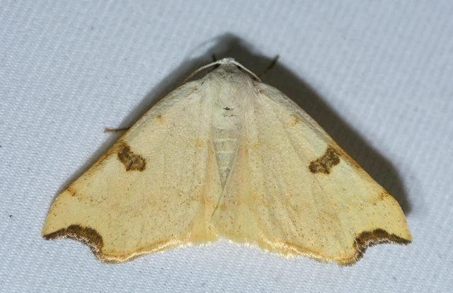 Eilicrinia cordiaria - fehér fűzfaaraszoló