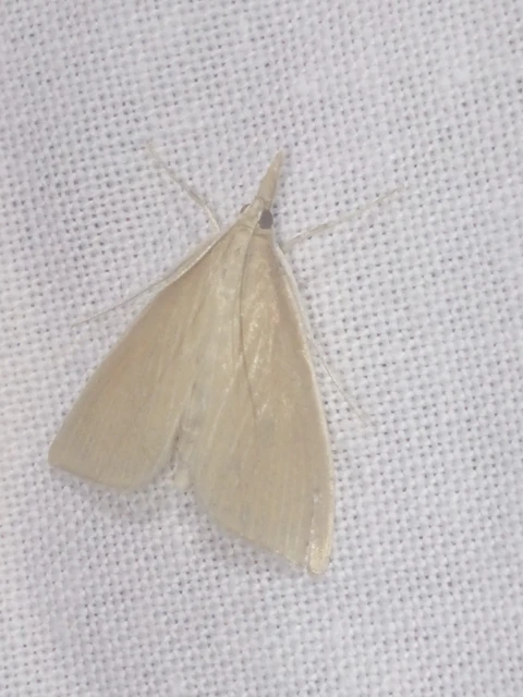 Sclerocona acutellus - hegyesszárnyú tűzmoly