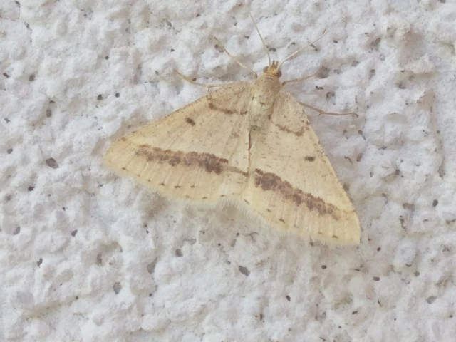 Tephrina arenacearia - lucerna-araszoló