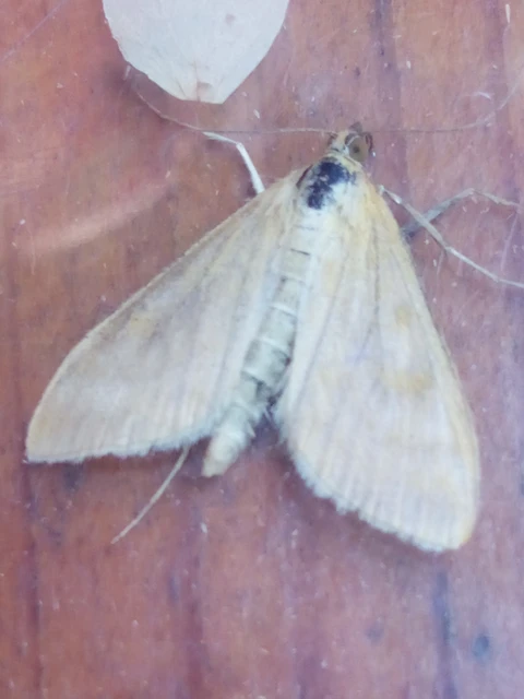 Sitochroa verticalis - világossárga dudvamoly