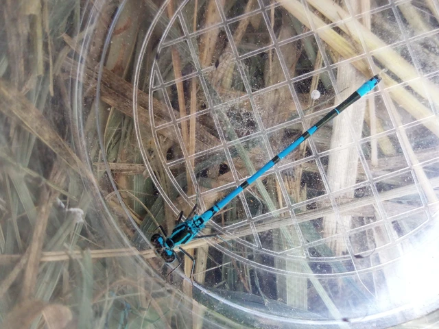 Coenagrion puella - azúrkék légivadász