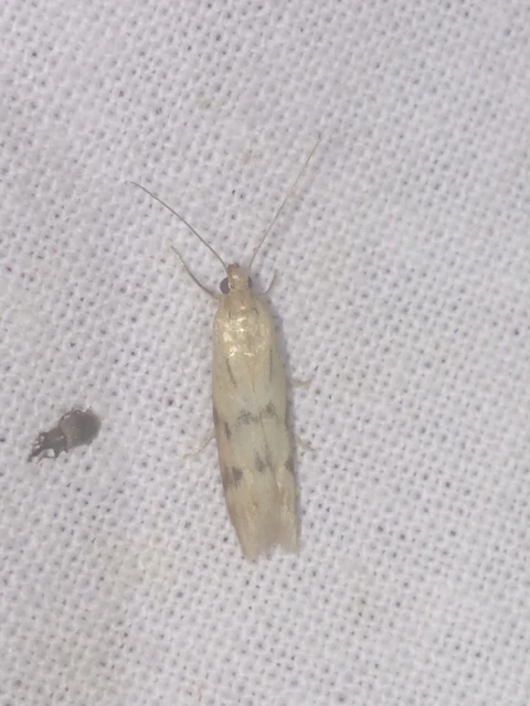 Homoeosoma sinuella - agyagsárga karcsúmoly