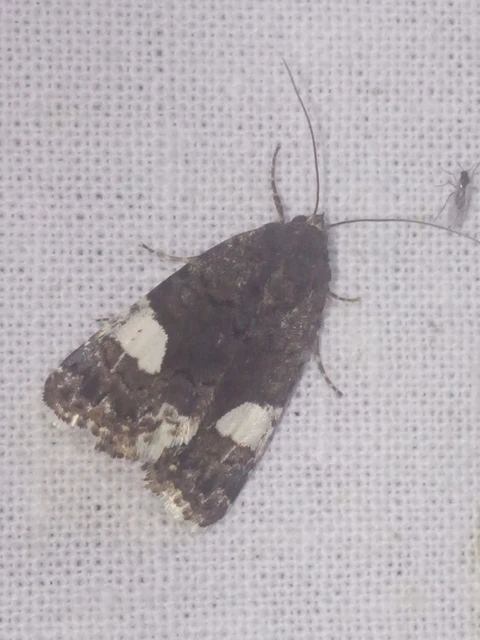 Tyta luctuosa - fekete nappalibagoly