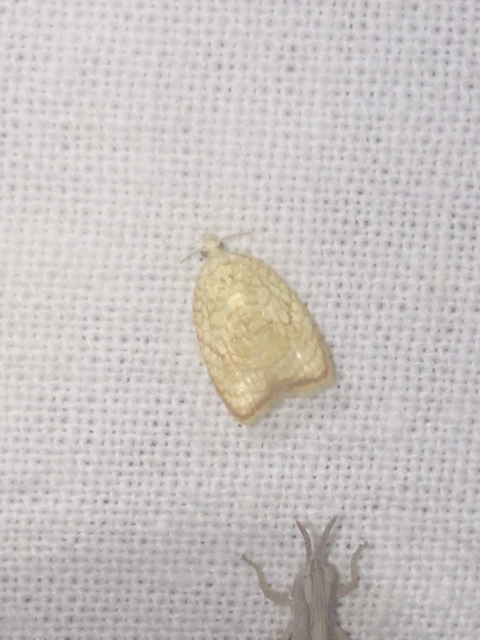 Acleris forsskaleana - juharos levélmoly