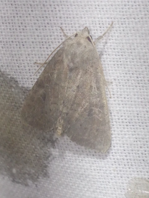 Parastichtis suspecta - sötét erdeibagoly