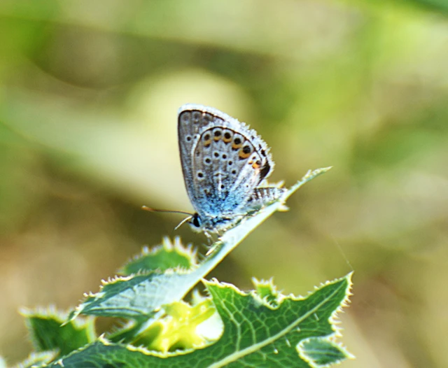 Plebejus argus - ezüstös boglárka