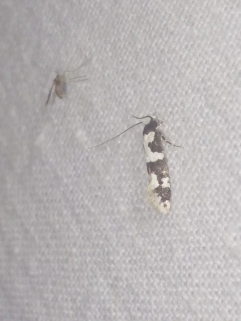 Neurothaumasia ankerella - magyarmoly