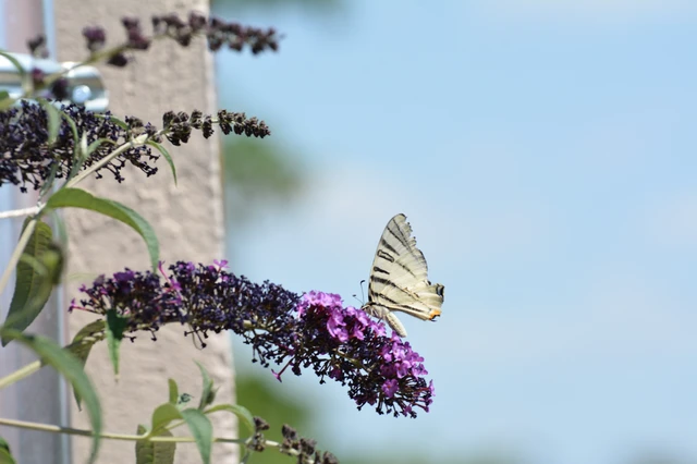 Iphiclides podalirius - kardoslepke