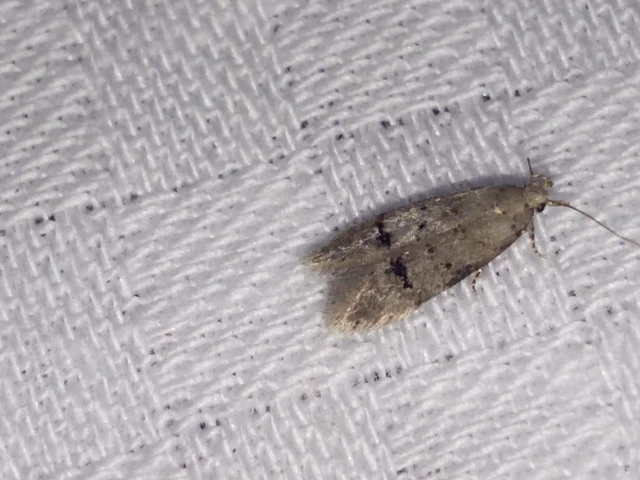 Teleiodes vulgella - galagonya-borzasmoly
