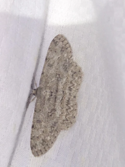 Hypomecis punctinalis - pettyes faaraszoló