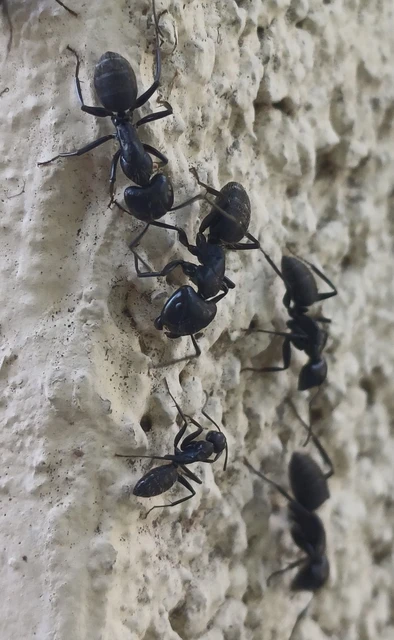 Camponotus vagus - fekete lóhangya