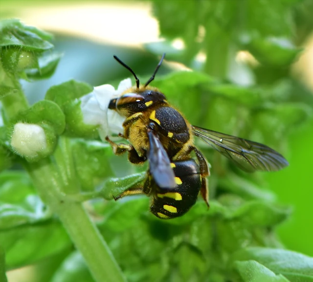 Hymenoptera - Hártyásszárnyúak