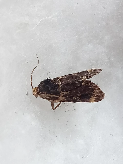 Aglossa signicostalis - hangyailonca