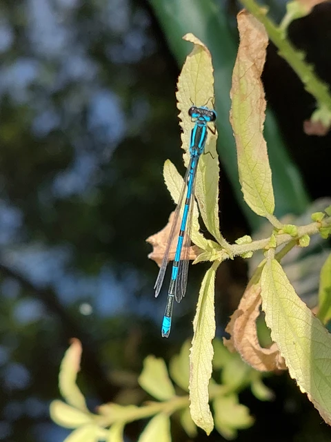 Coenagrion puella - azúrkék légivadász