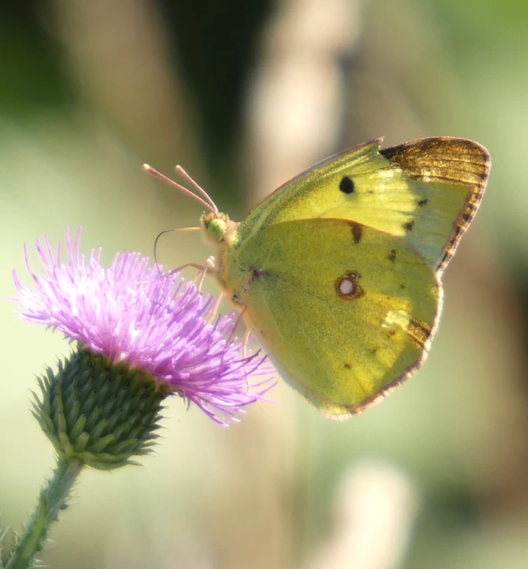 Colias erate - csángó-kéneslepke
