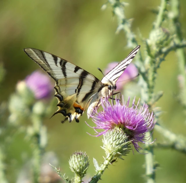 Iphiclides podalirius - kardoslepke