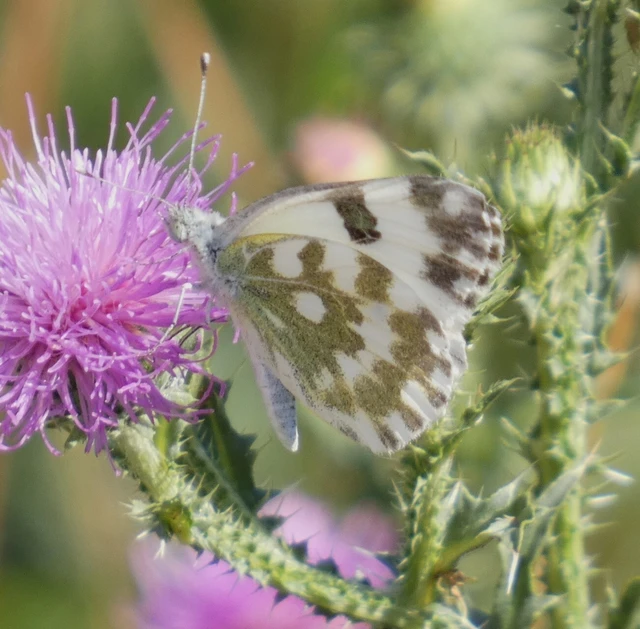 Pontia edusa - rezedalepke