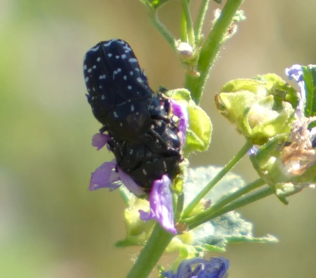 Oxythyrea funesta - sokpettyes virágbogár