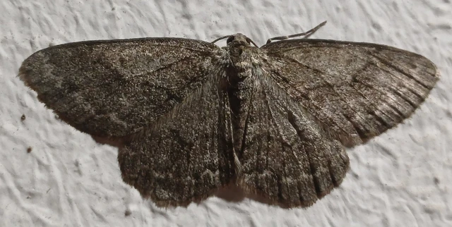 Ectropis crepuscularia - avararaszoló