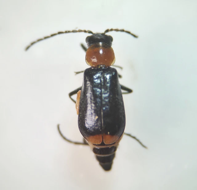 Melyridae - sziklaibogár-félék