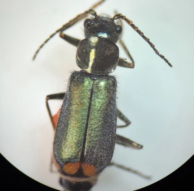 Melyridae - sziklaibogár-félék