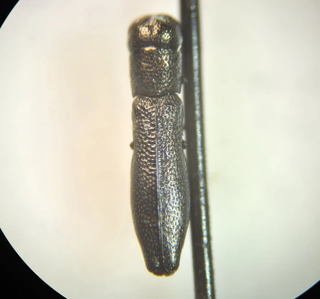 Buprestidae - díszbogárfélék