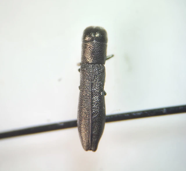 Buprestidae - díszbogárfélék